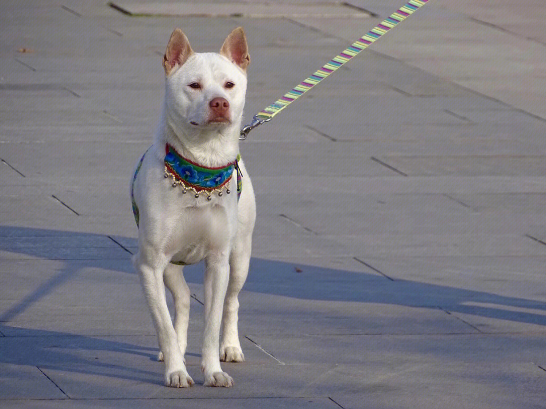 下司犬的成长记录