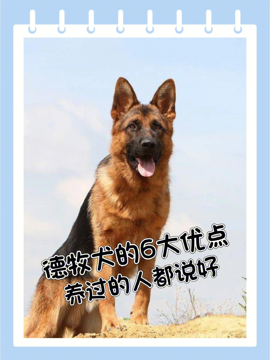 德牧犬的666大优点养过的人都说好