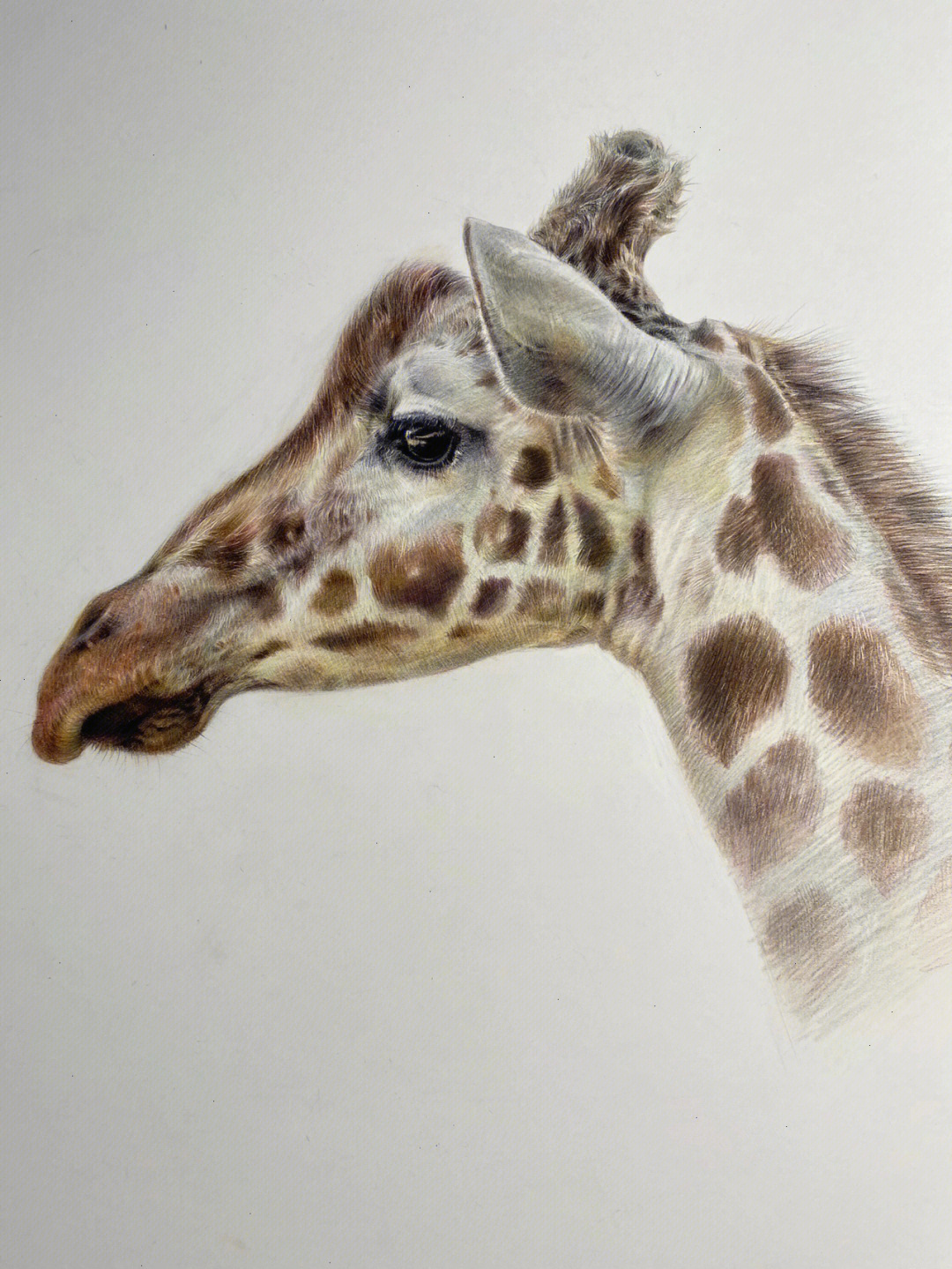 素描动物长颈鹿及一些绘画步骤