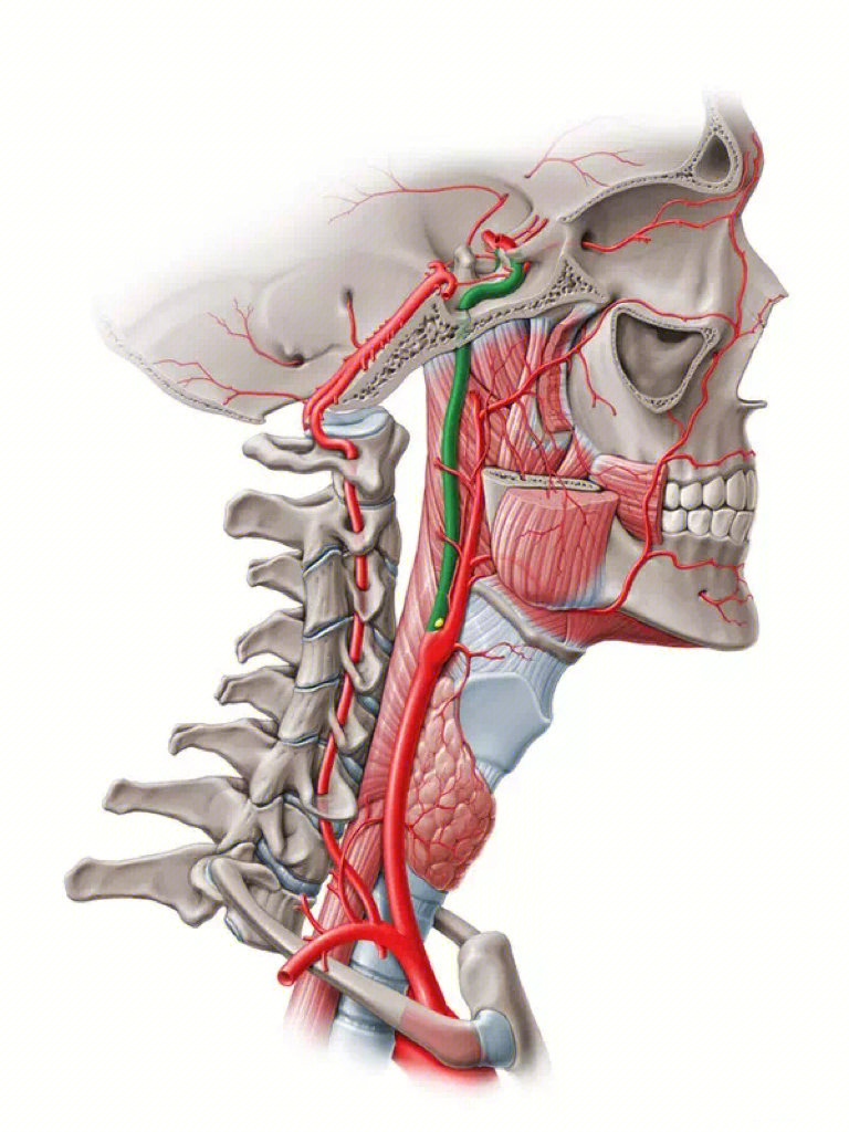颈动脉分支解剖图图片