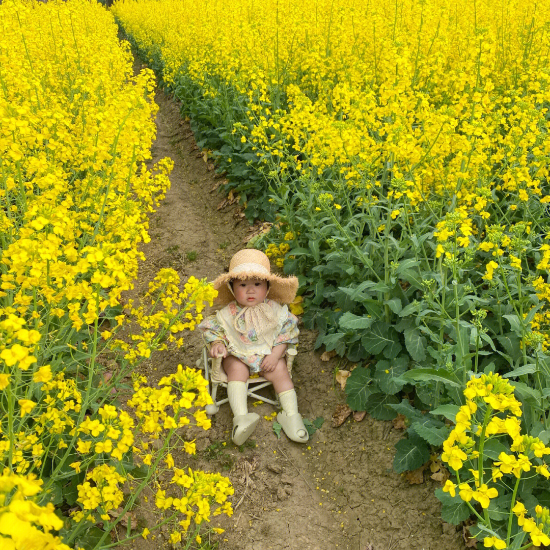 油菜花现代诗作者图片