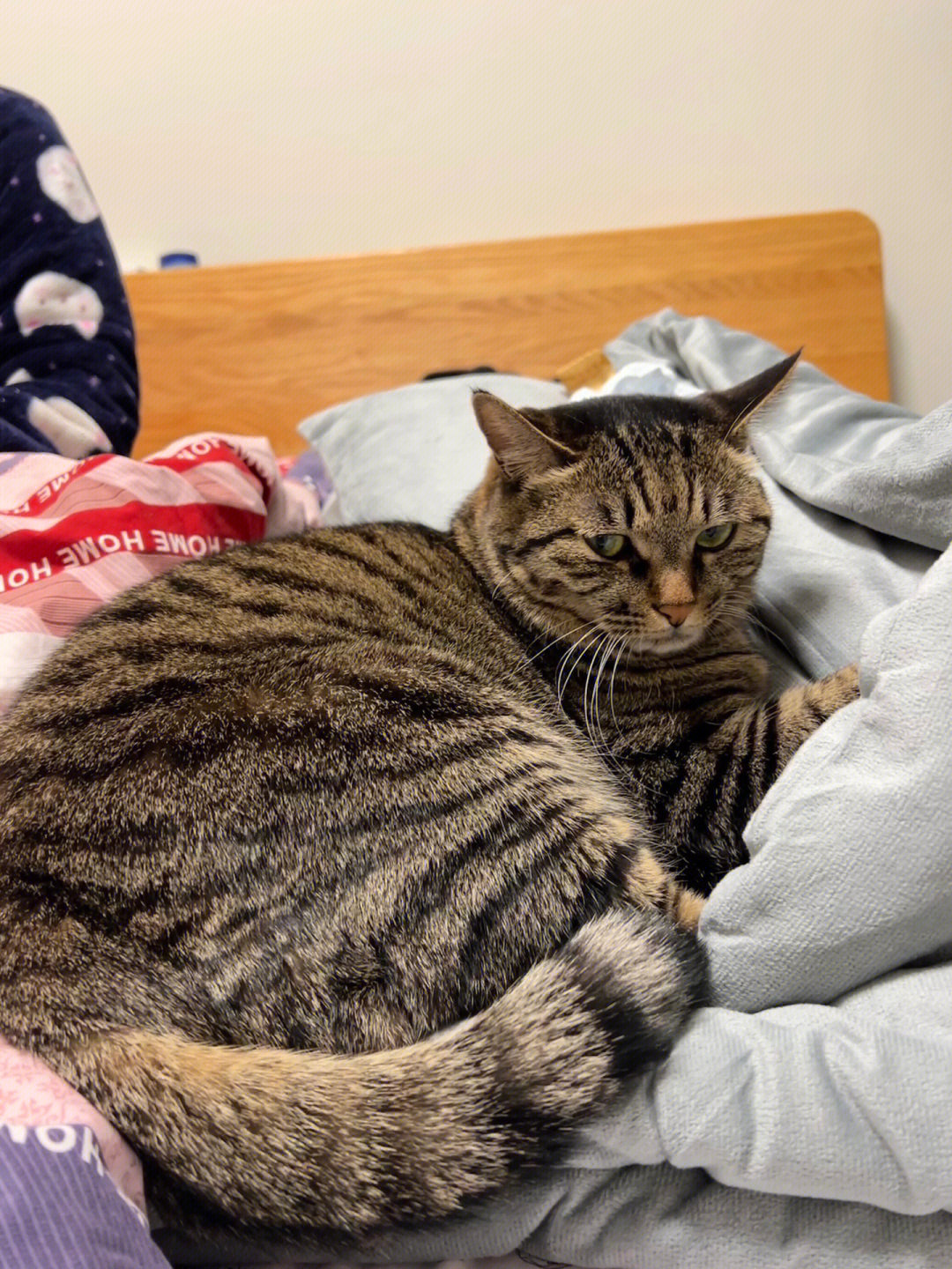 狸花猫有了姥姥就不理麻麻了