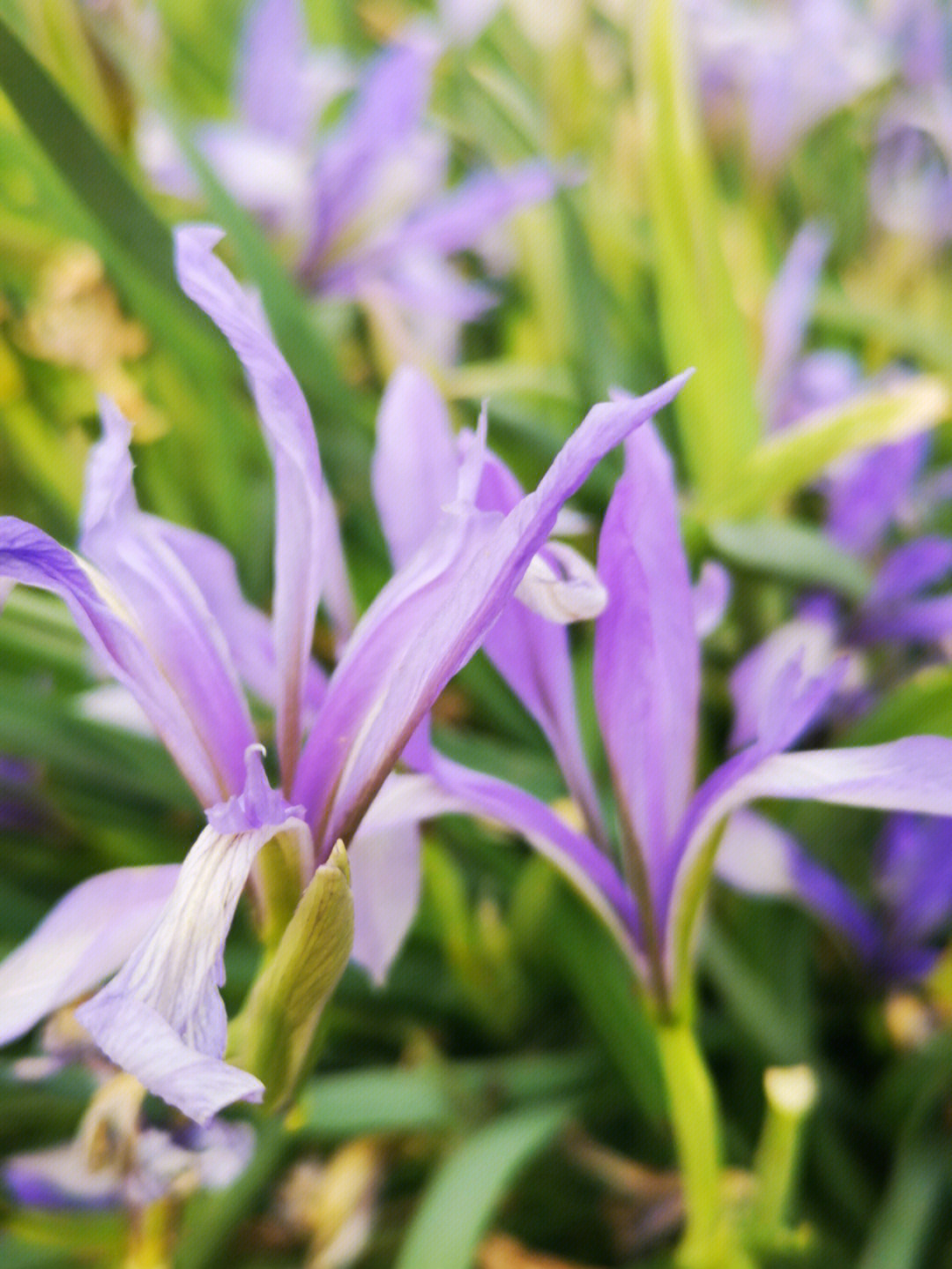 马兰花马兰花图片