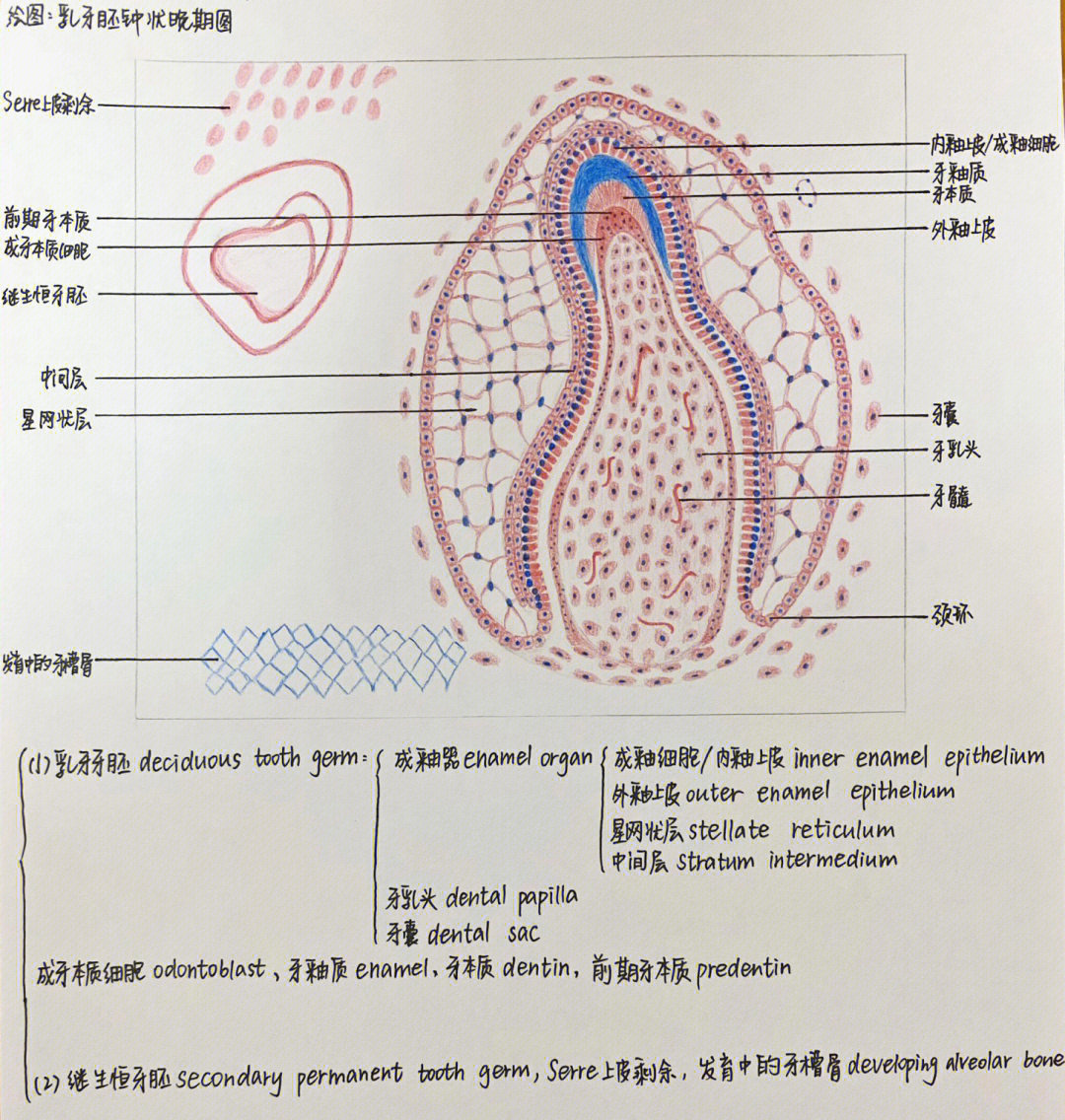 人口腔上皮细胞手绘图图片