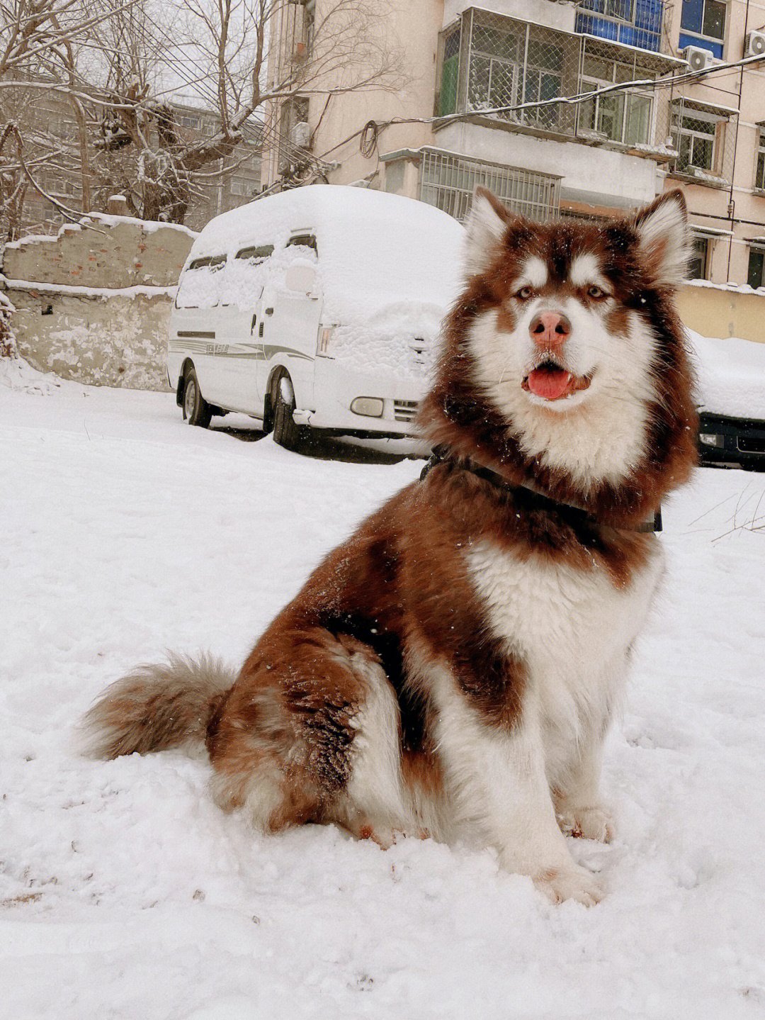 北京又下雪了,作为雪橇犬,哪能不玩雪#阿拉斯加