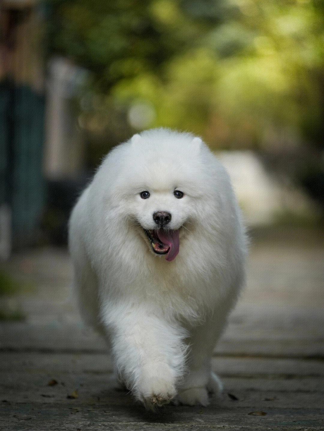 网红狗照片图片