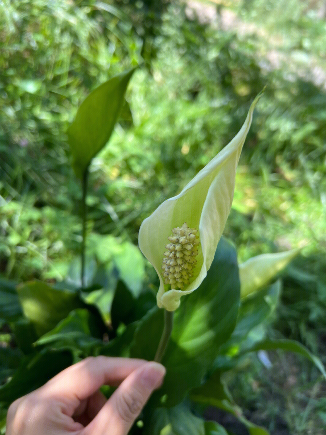 东北路边的那些野花白鹤芋