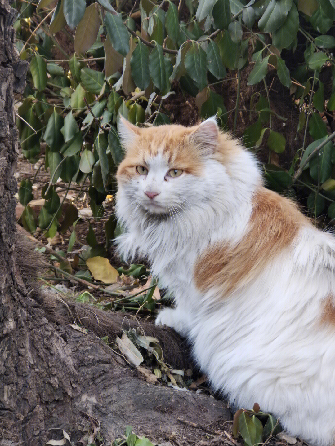 中国本土长毛猫图片