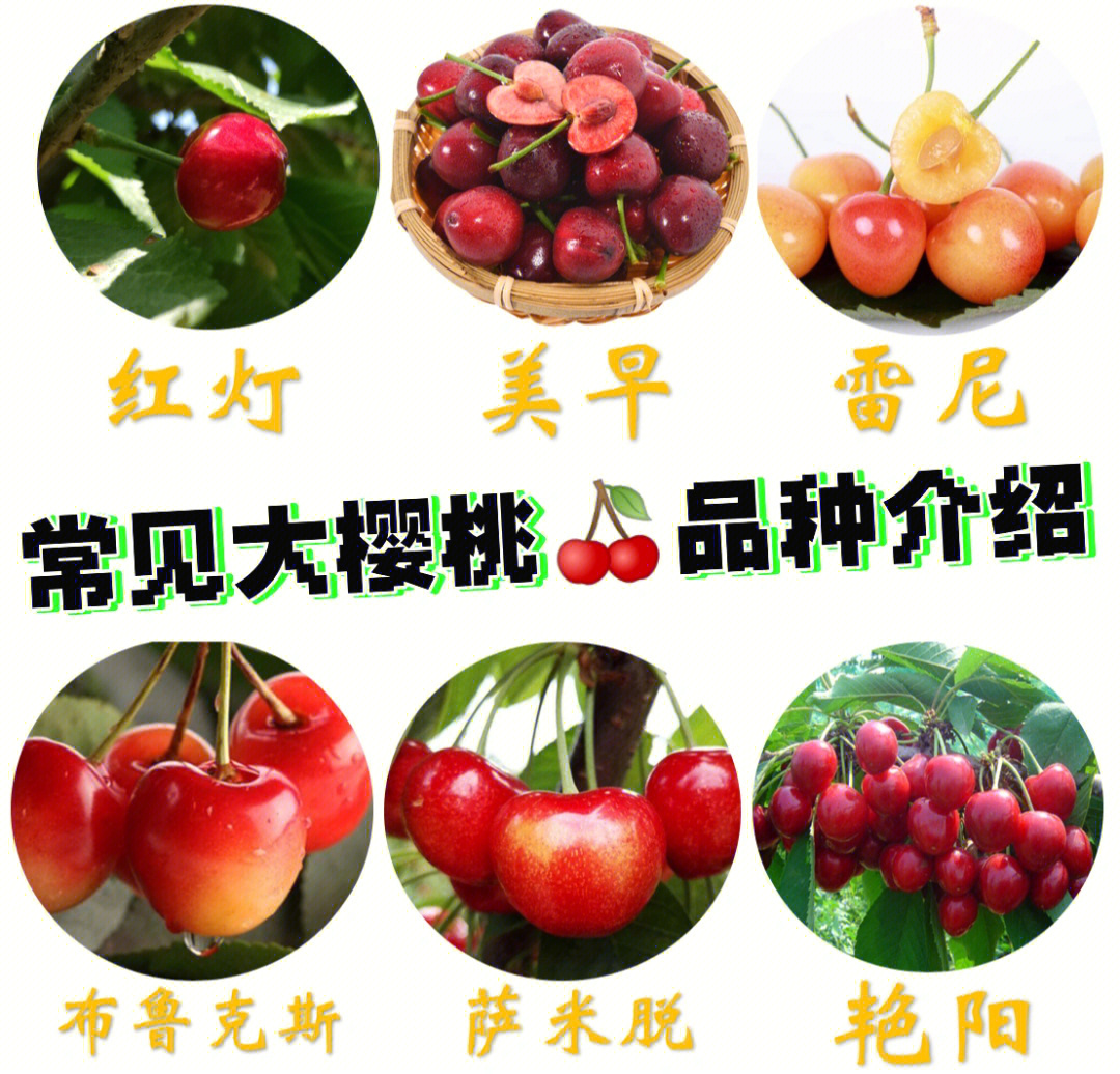 冰糖樱桃品种介绍图片