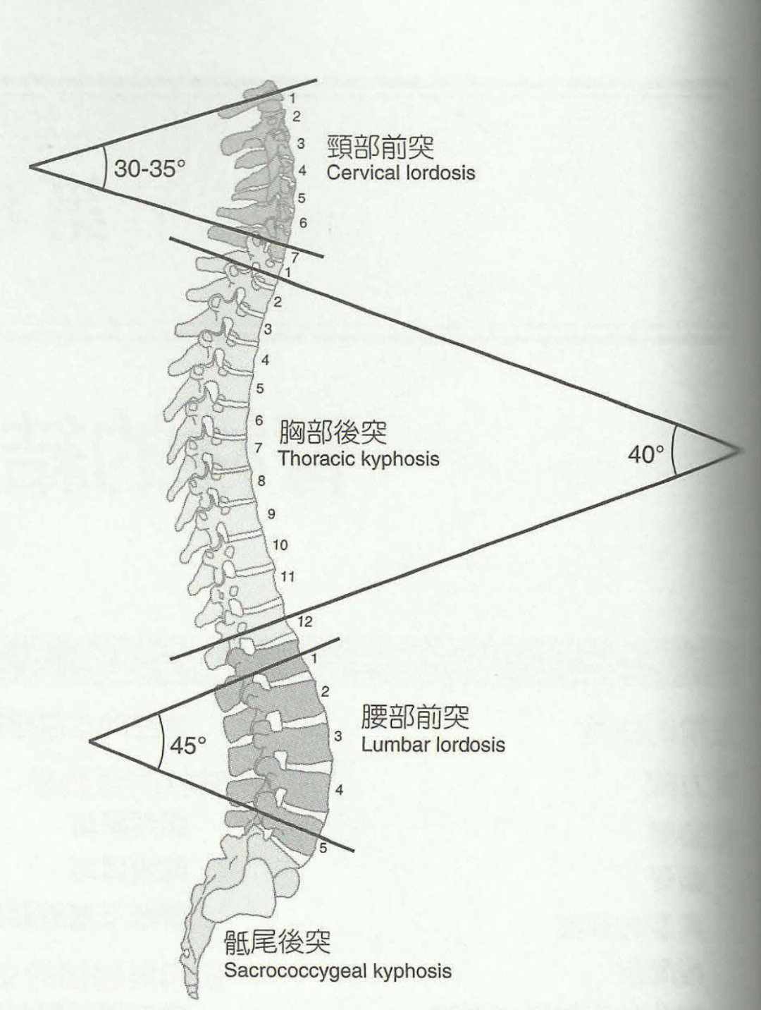 脊柱健康维护过吗会维护吗这是个学问