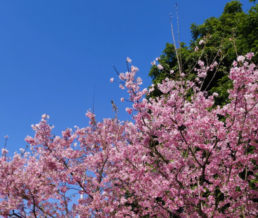 韶关樱花图片