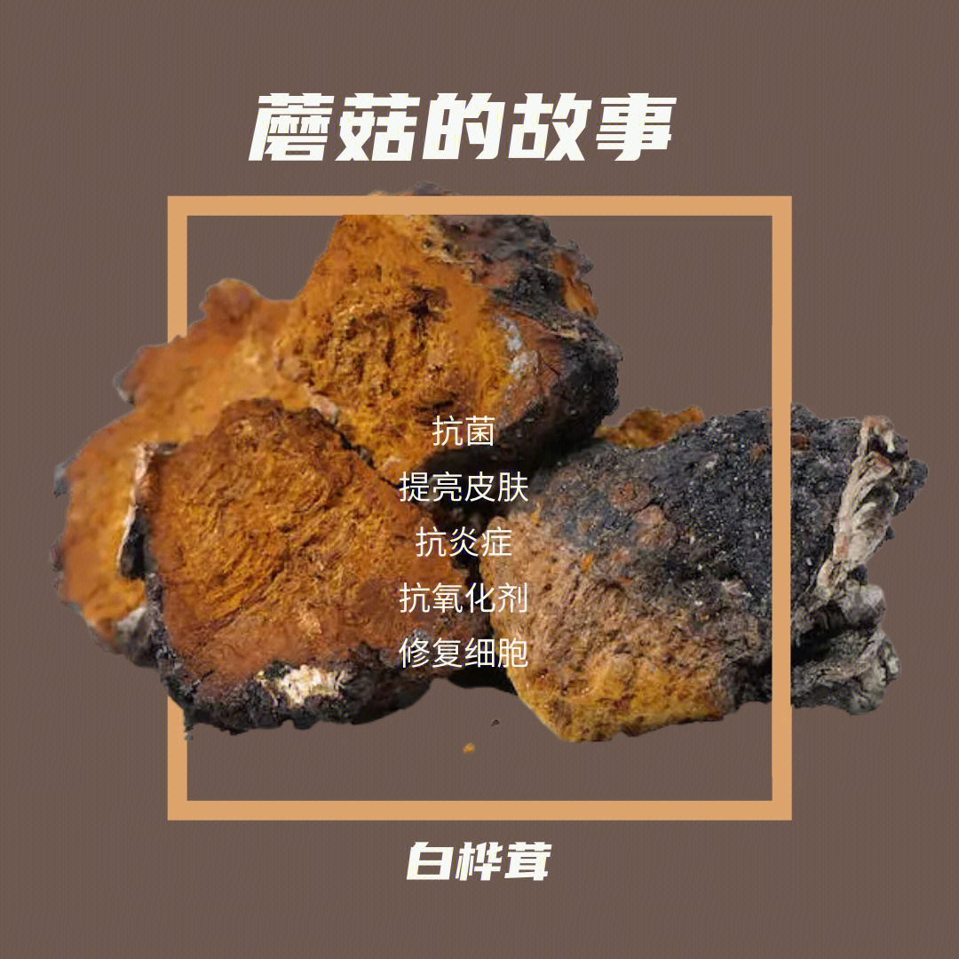 白桦树马蹄灵芝的功效图片