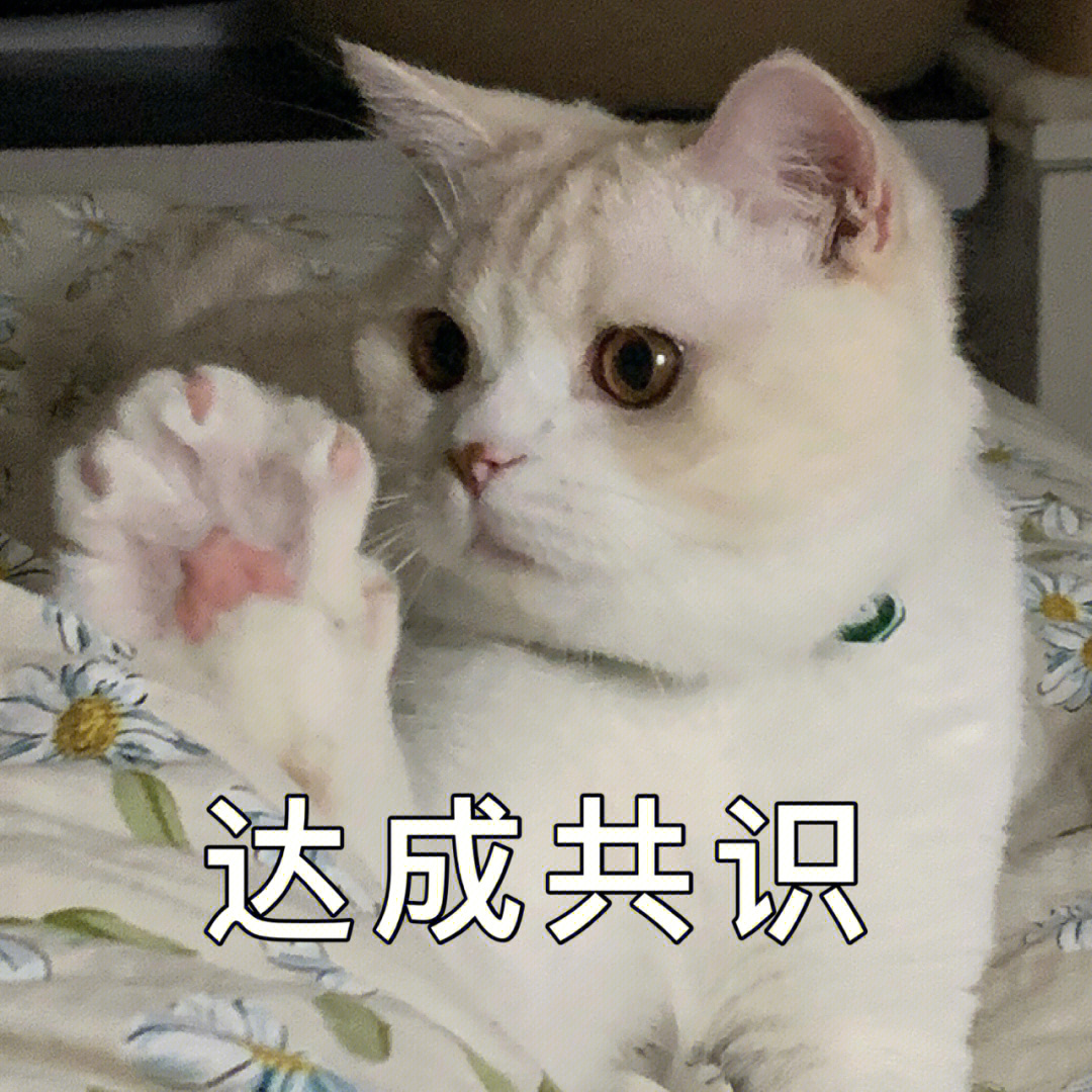 自家猫咪表情包