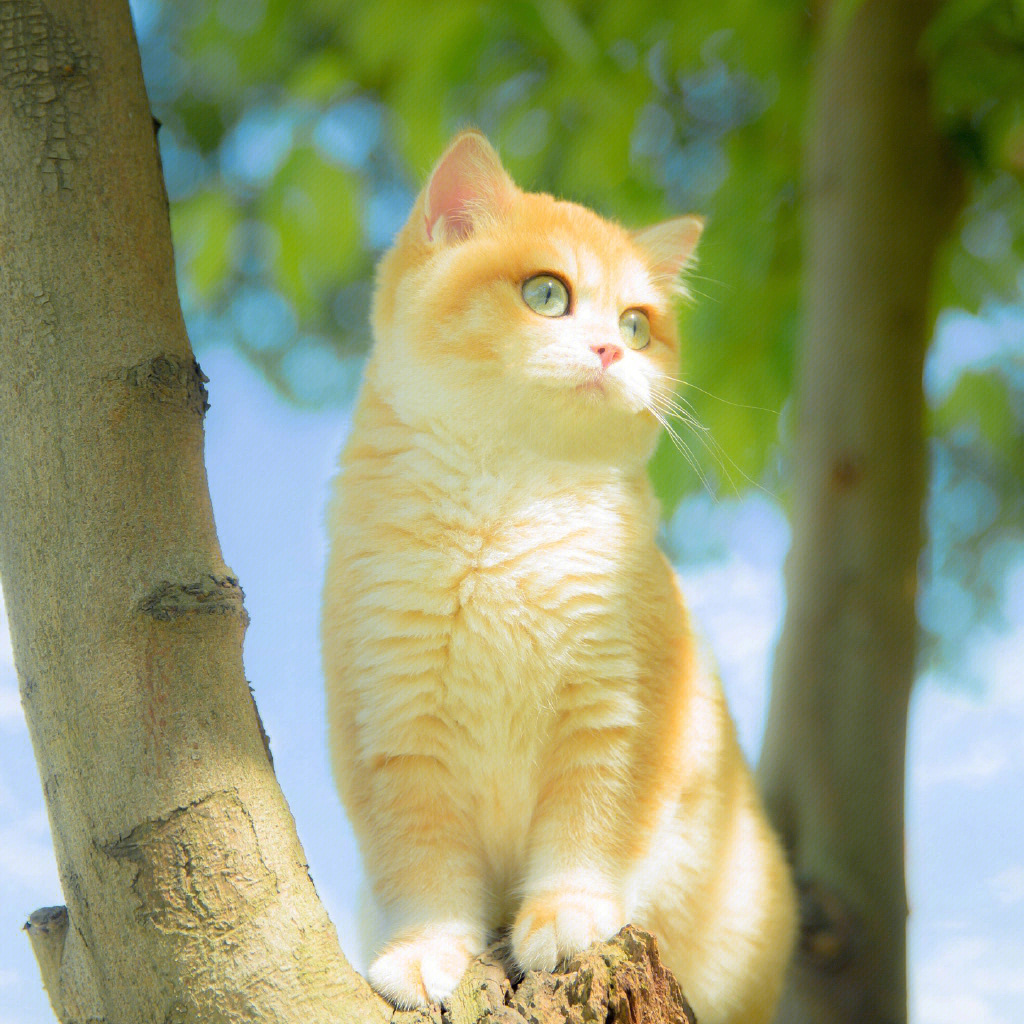 可可爱爱的猫猫头像图片来源遥望