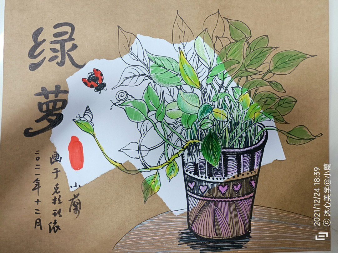 植物写生线描画绿萝图片