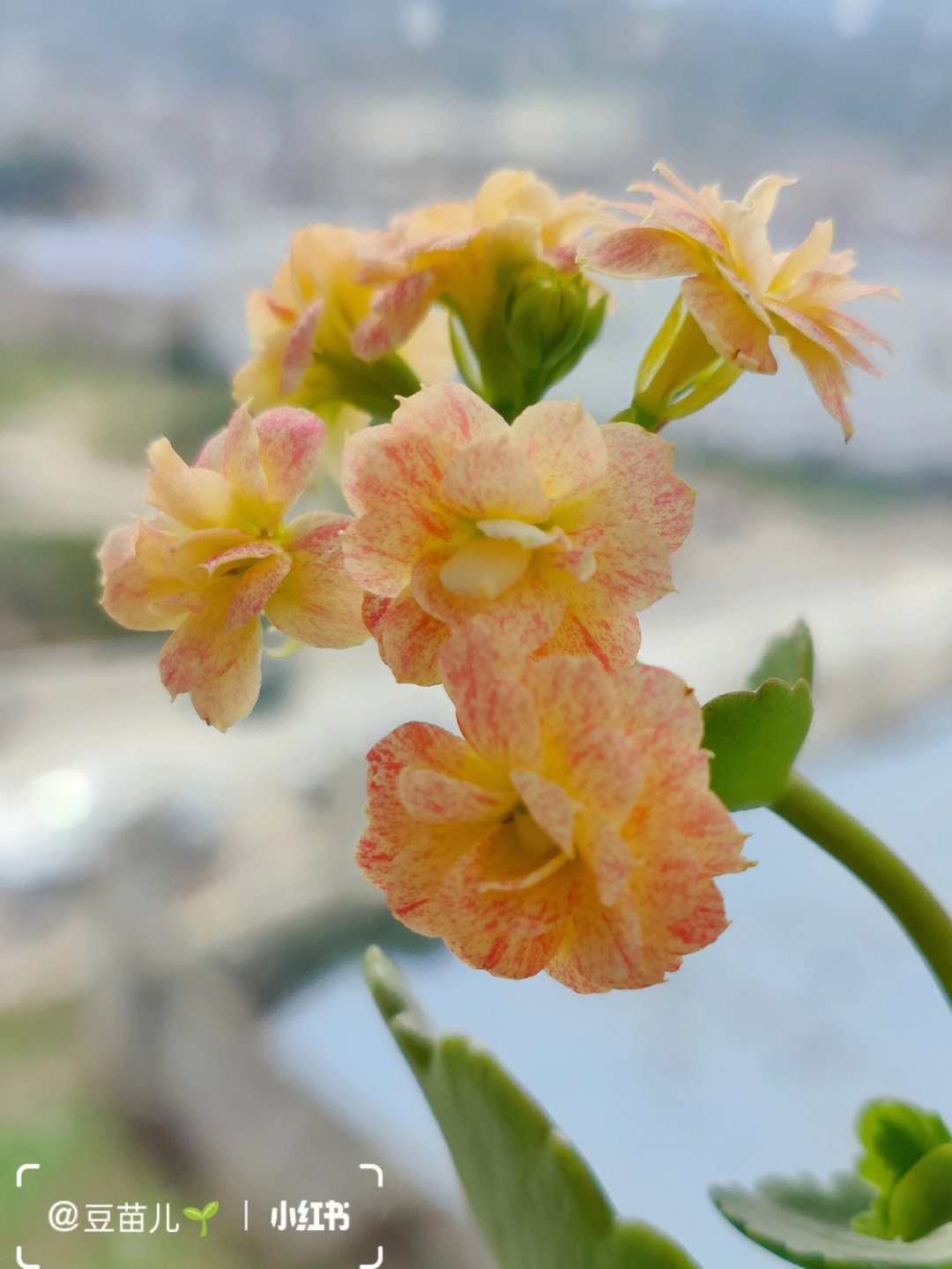 长寿花日光图片