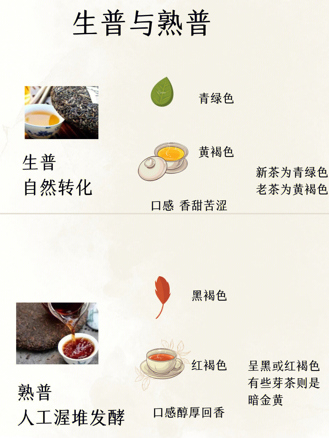 普洱生茶和熟茶的功效图片