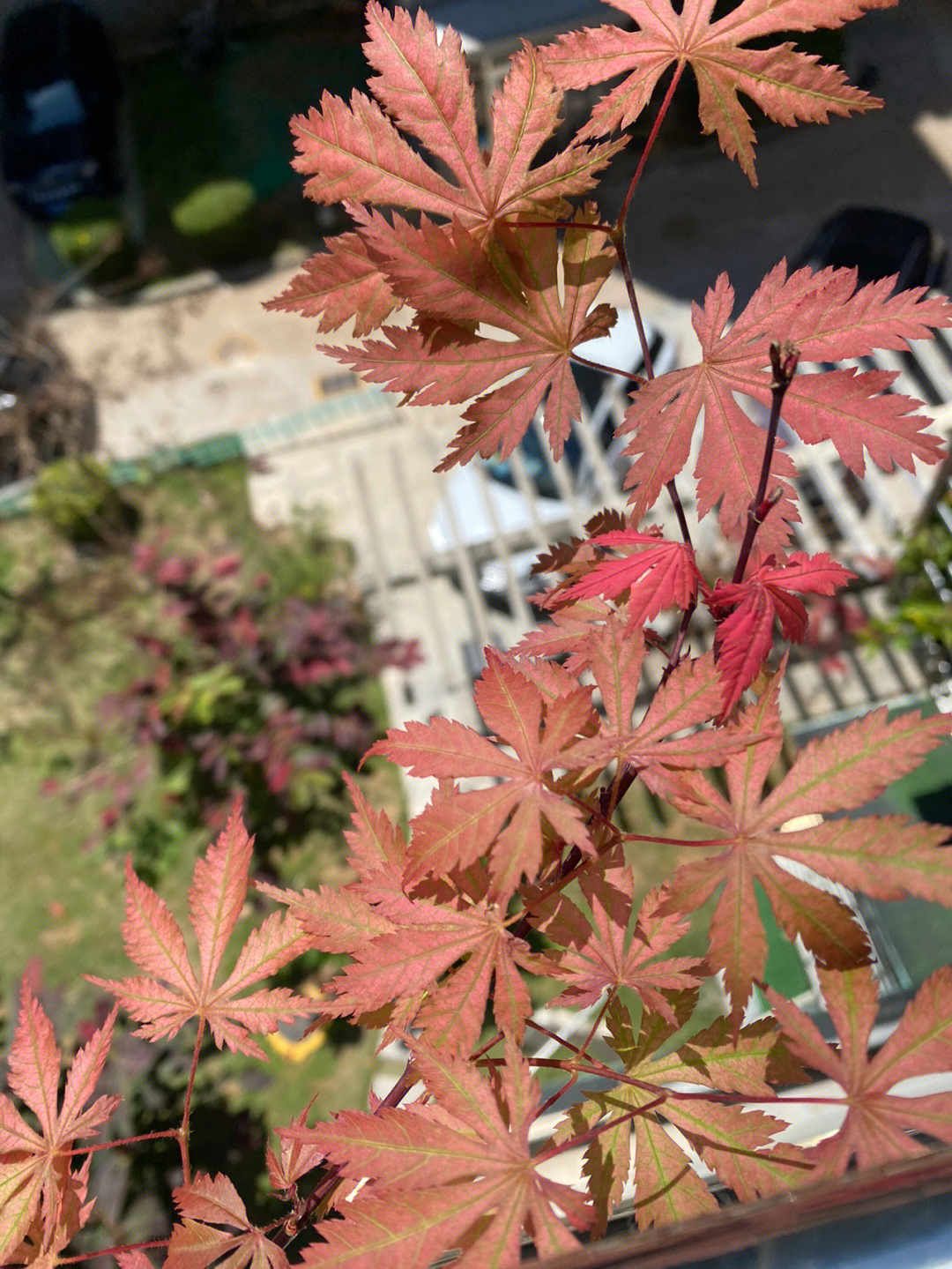 女神枫树介绍图片