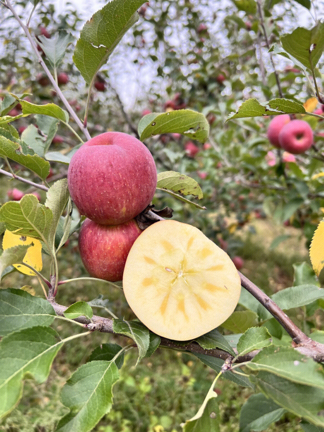 盐源苹果简介图片