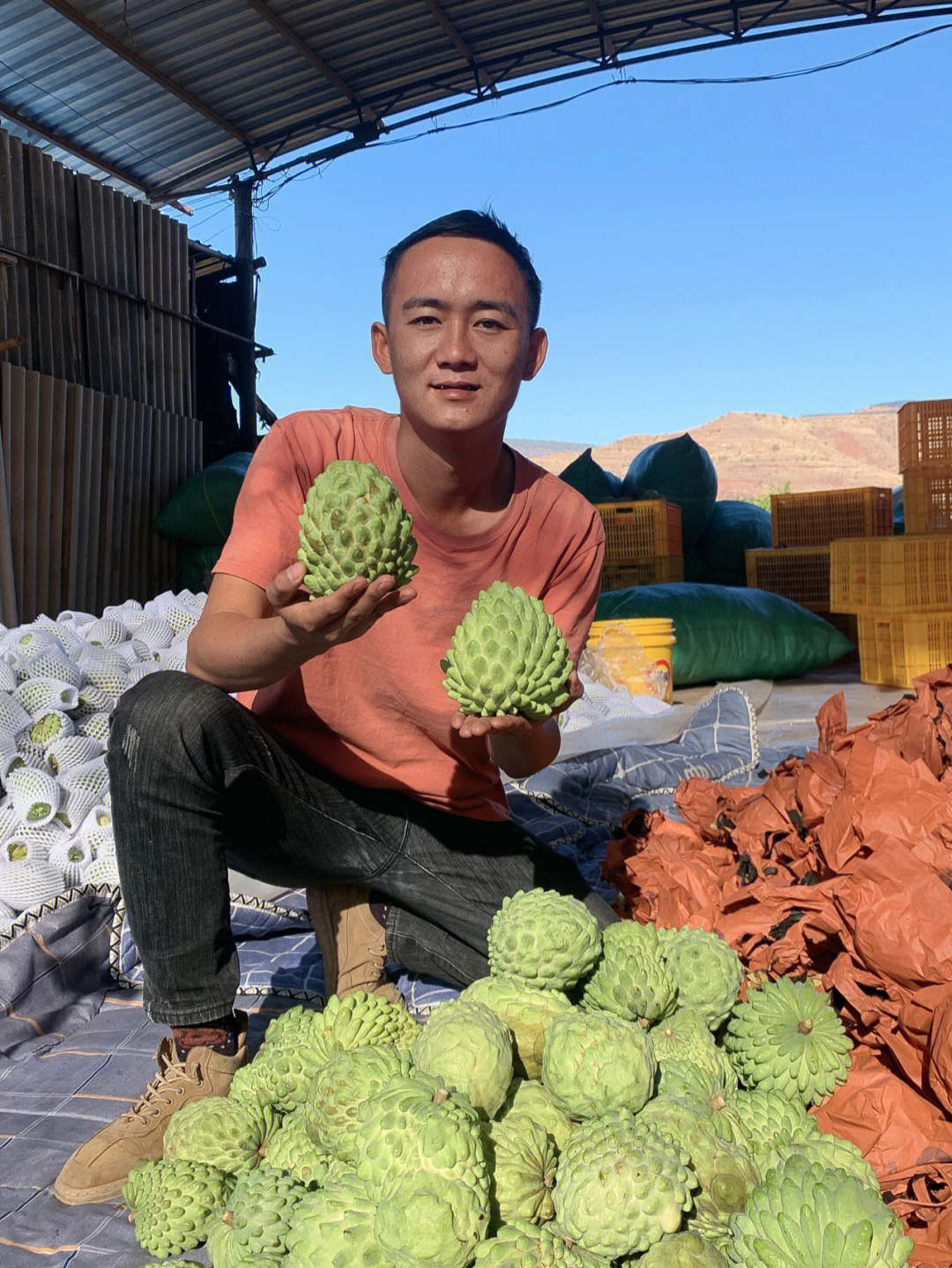 云南释迦果种植基地图片