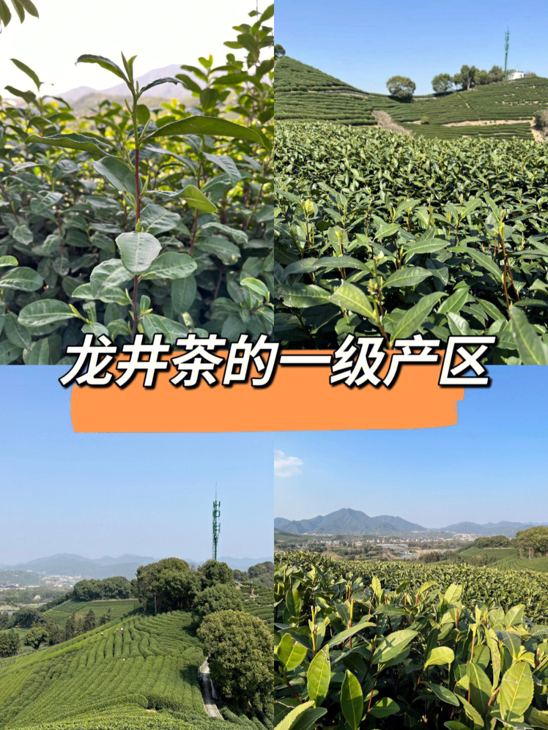 群体种龙井43号龙井茶叶茶树品种的芽头为原料,采用传统的制作工艺