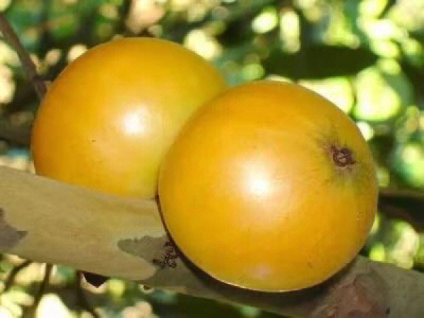 肯布卡嘉宝果种植技术图片