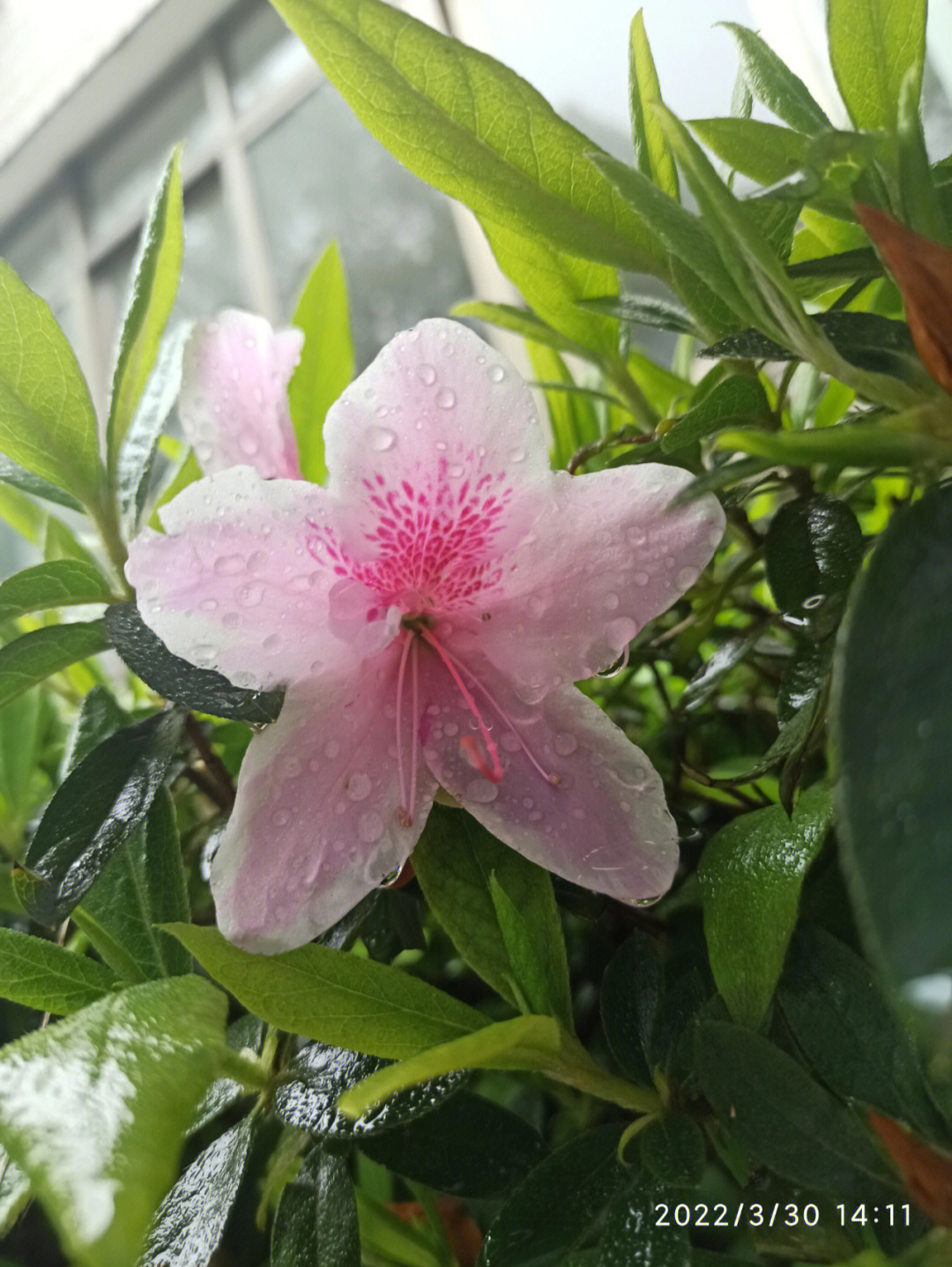 雨中杜鹃花图片图片