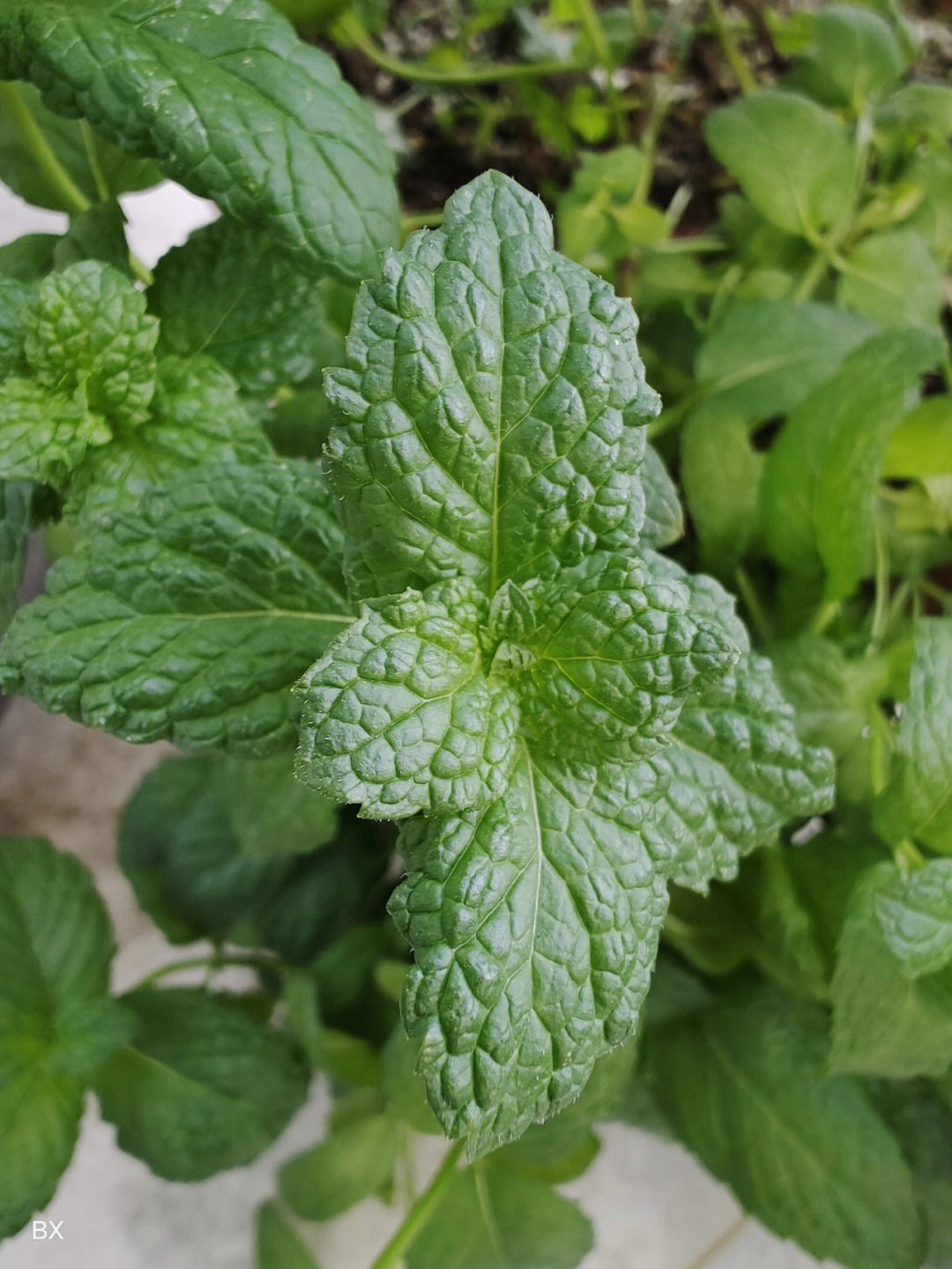 薄荷叶是植物薄荷的叶,味道清凉,可做中药用,味辛,性凉,归肺,肝经.