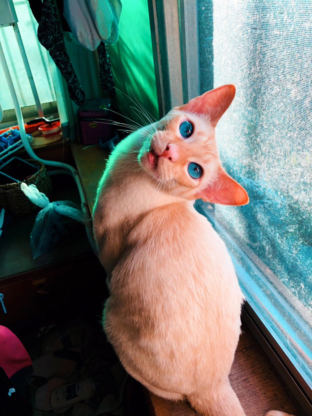 暹罗猫和橘猫混血图片