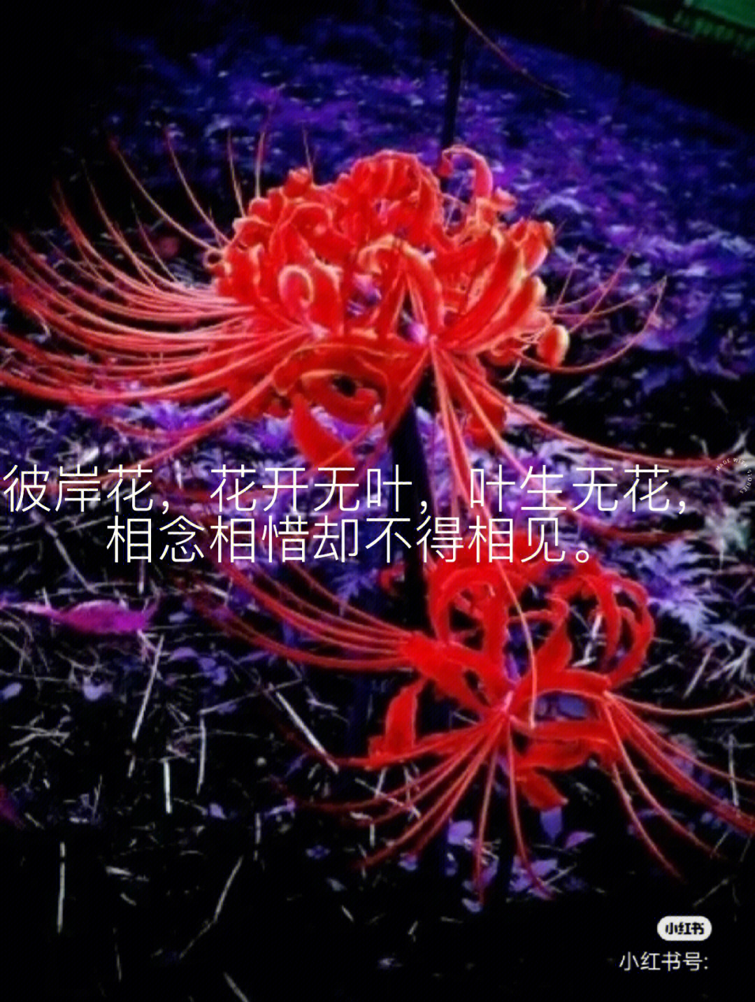 彼岸花唯美句子图片