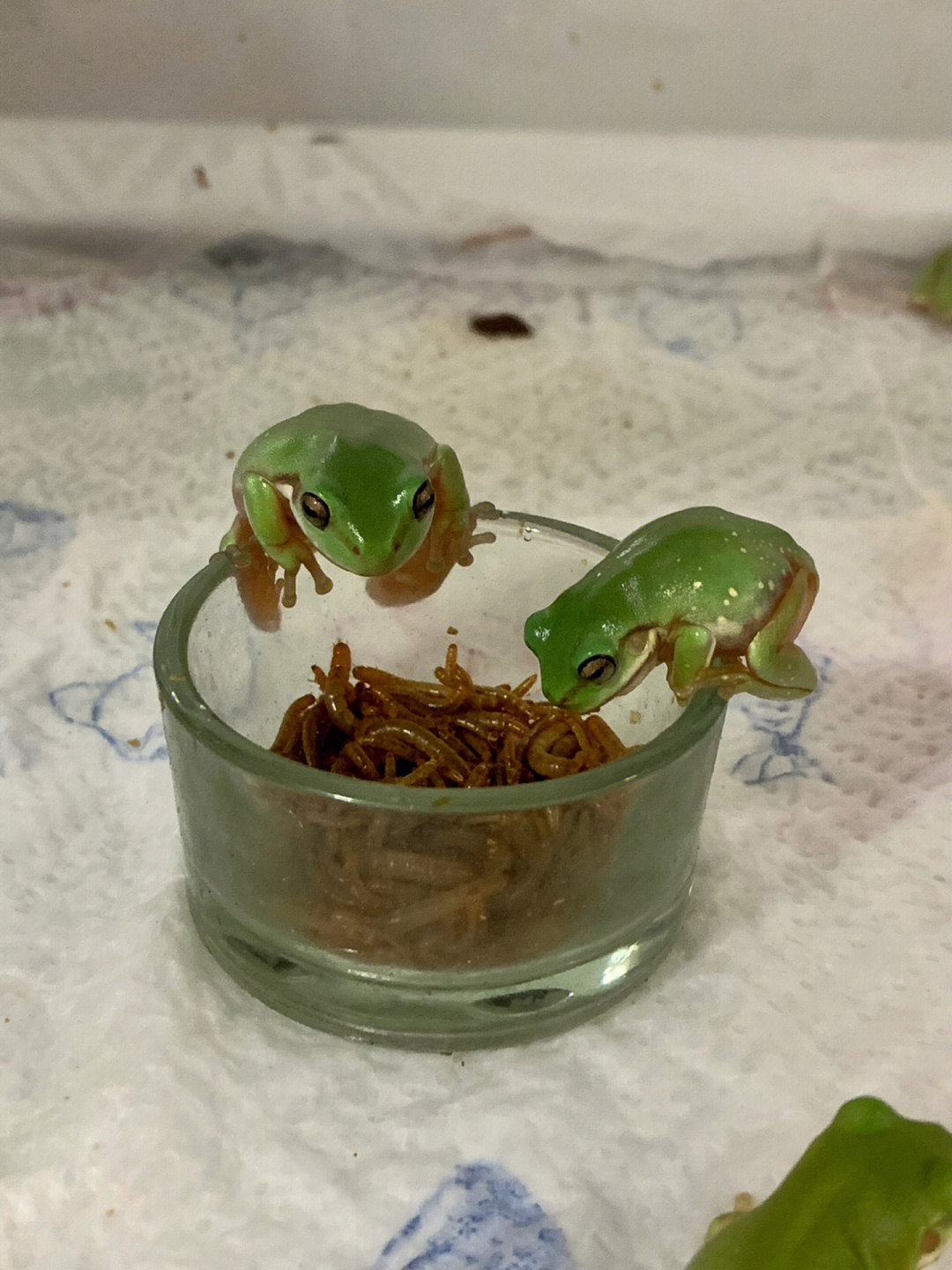 等待干饭的老爷树蛙