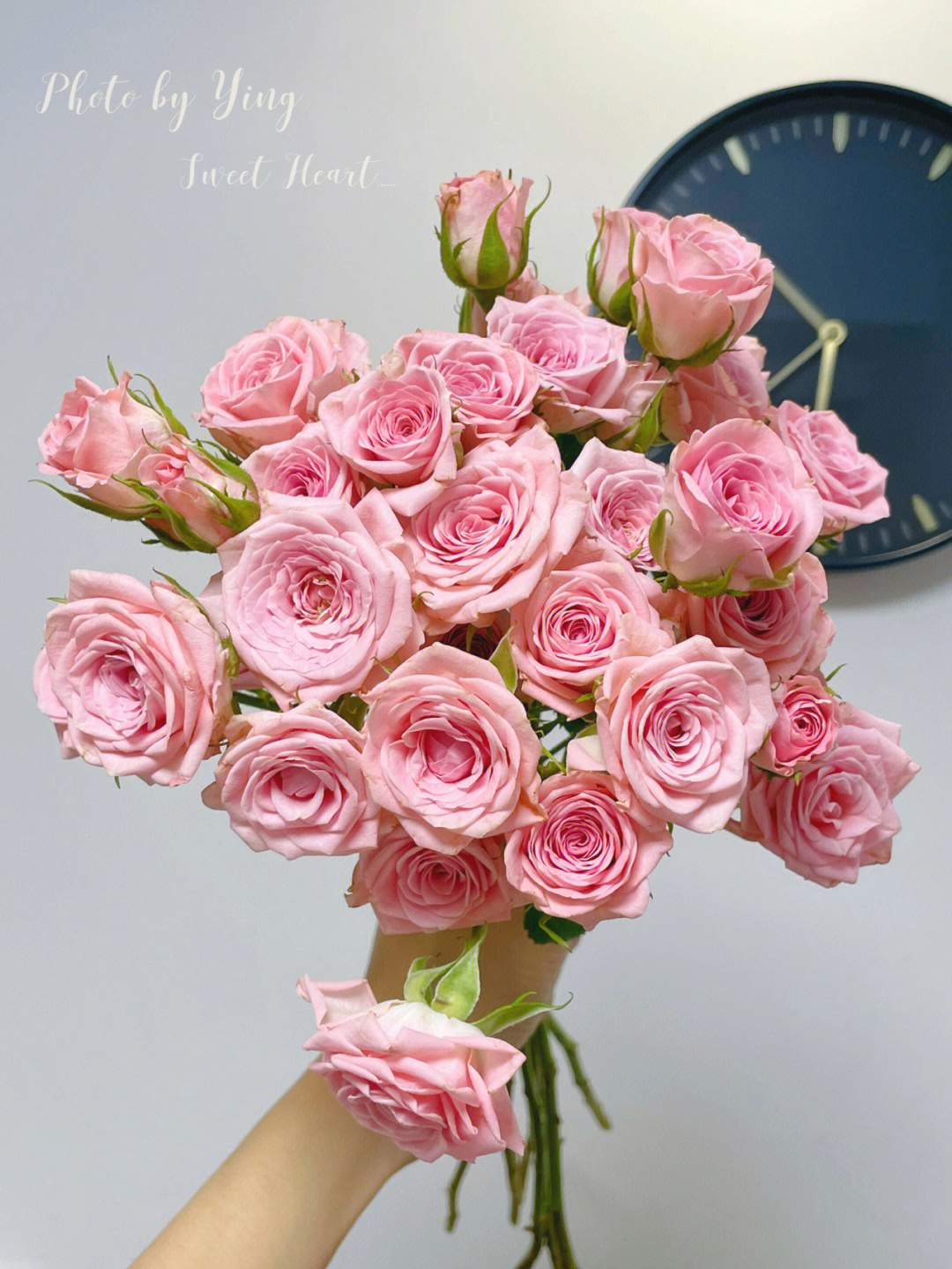 粉色芭比玫瑰花语图片
