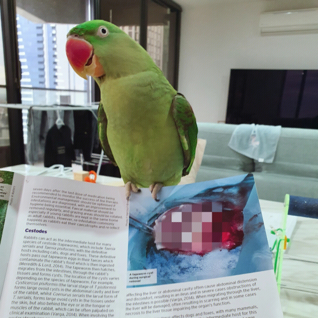 亚历山大鹦鹉认真看书的哈尼