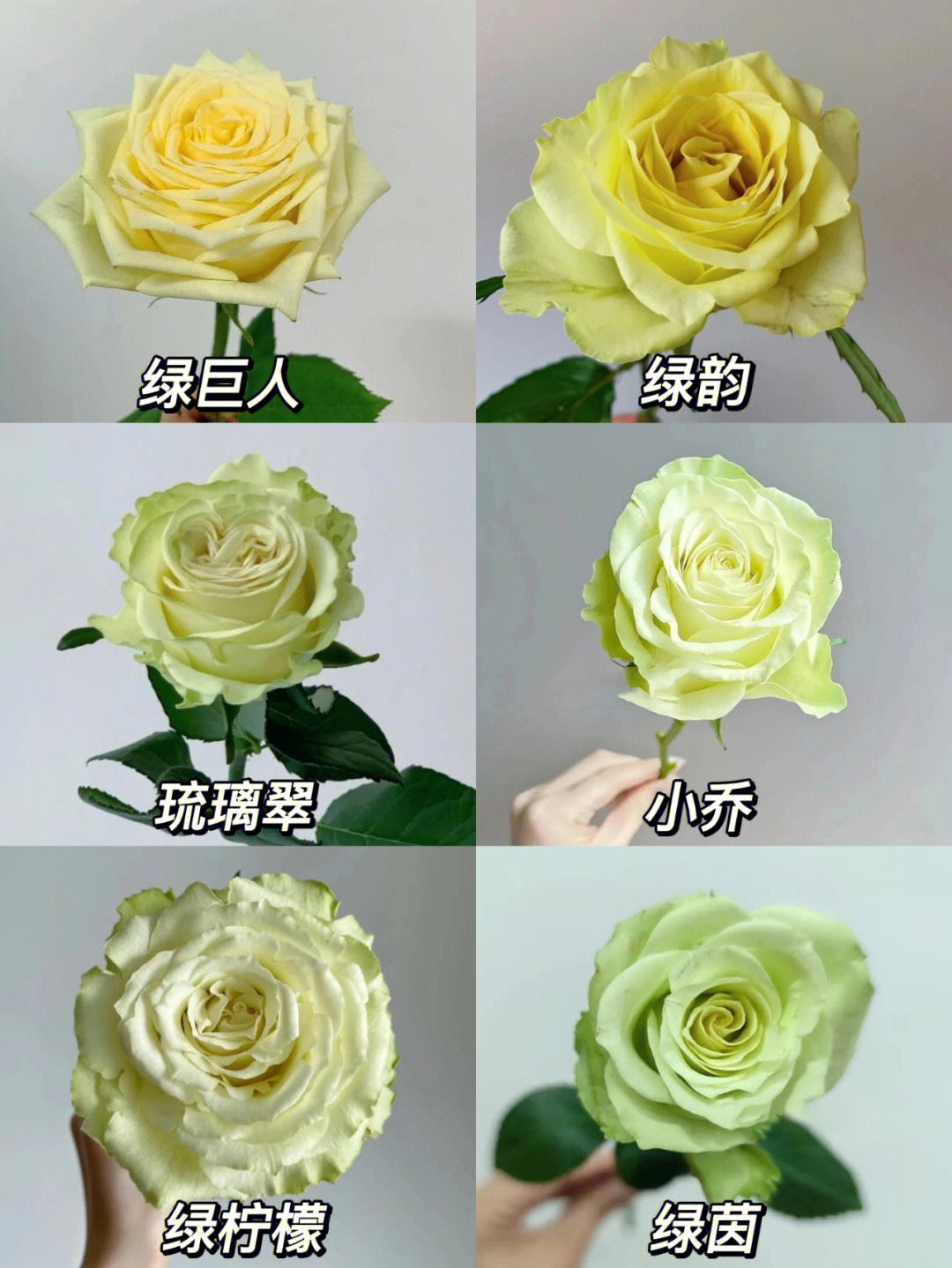 玫瑰品种图鉴绿色玫瑰系列