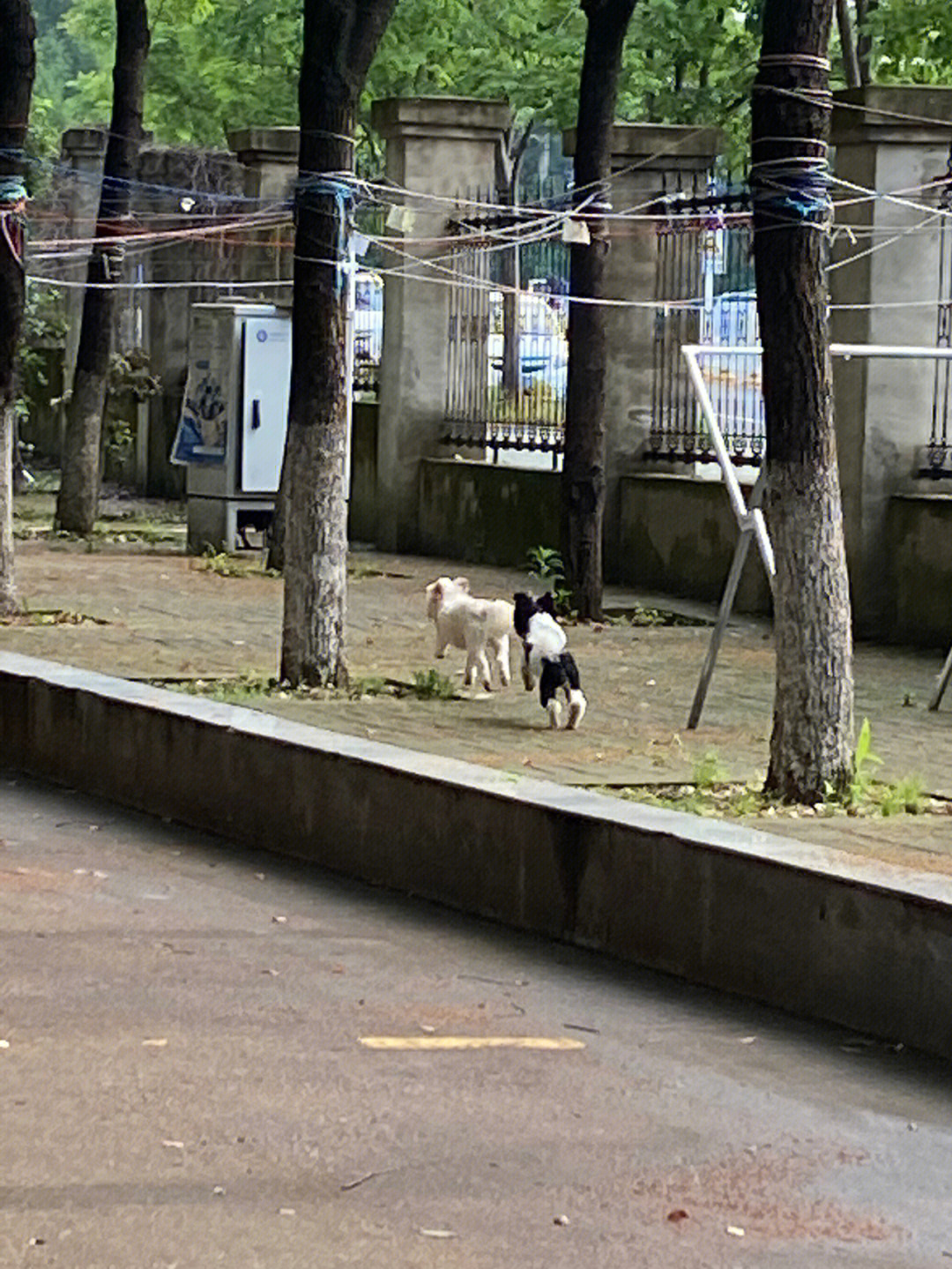 校园流浪猫狗图片