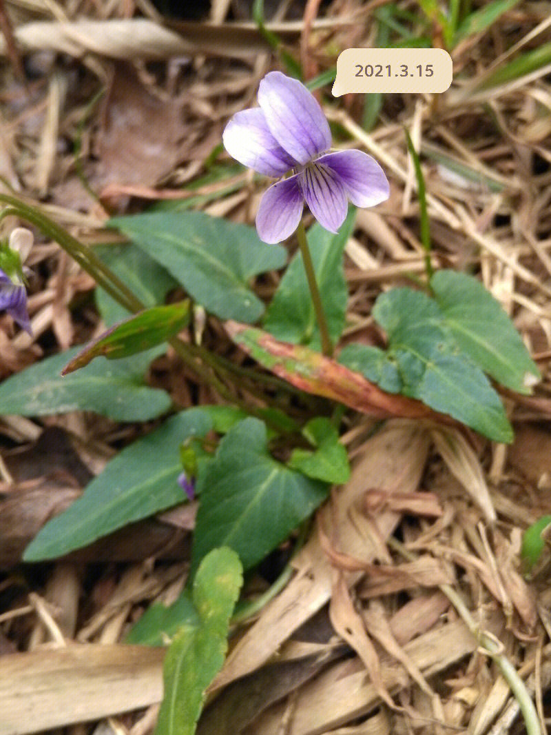 盆栽紫花地丁