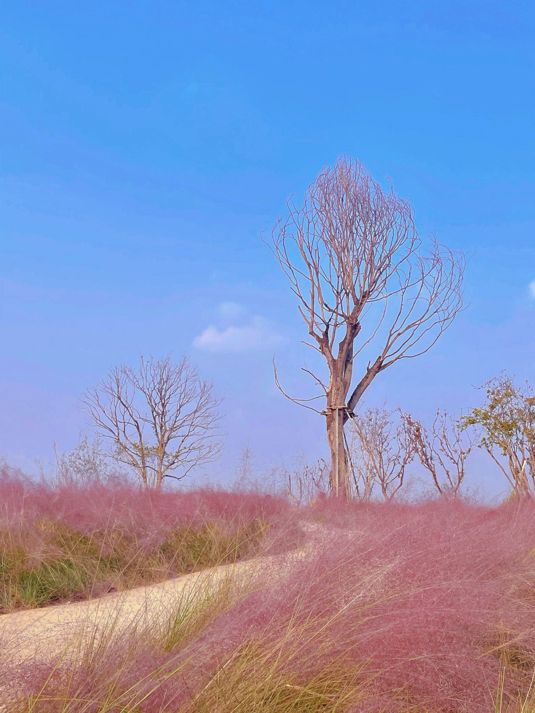 盱眙粉黛花海图片