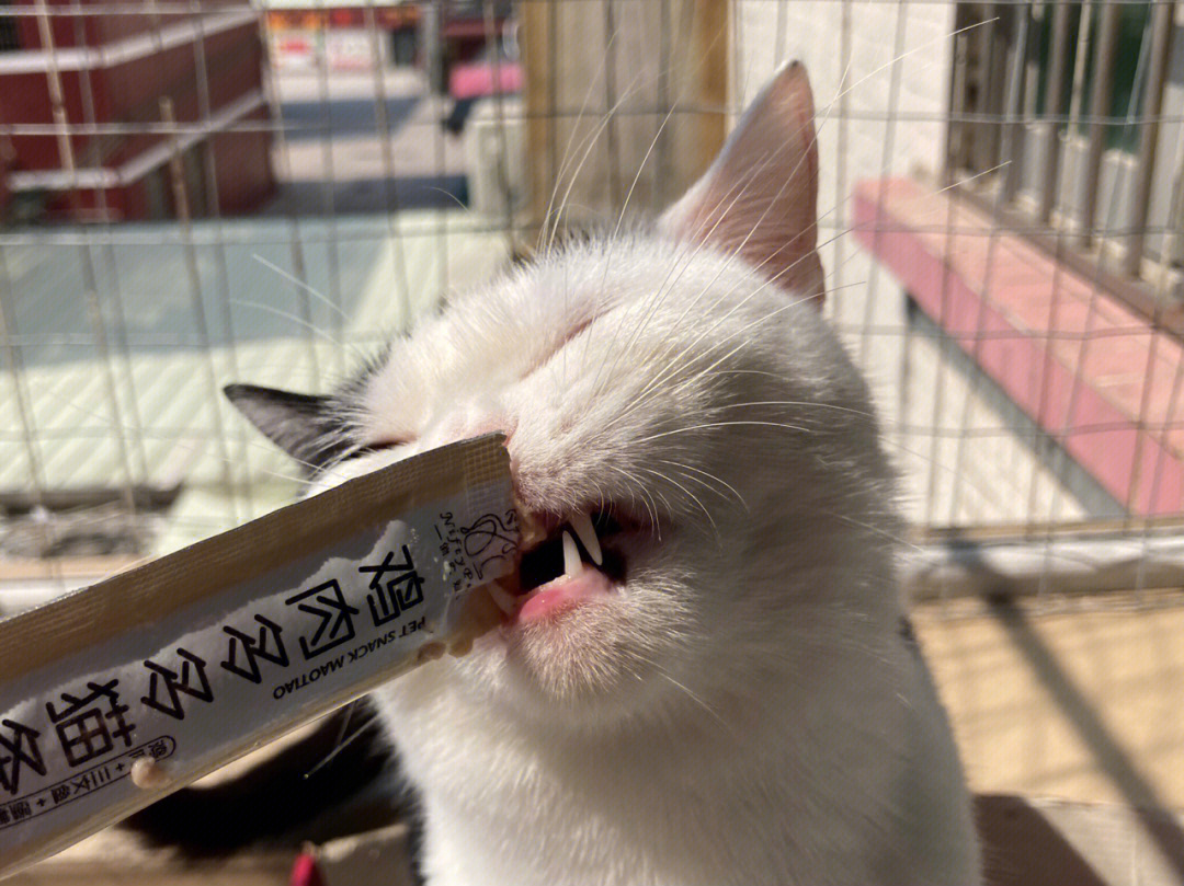 不是吧这猫条这么香吗