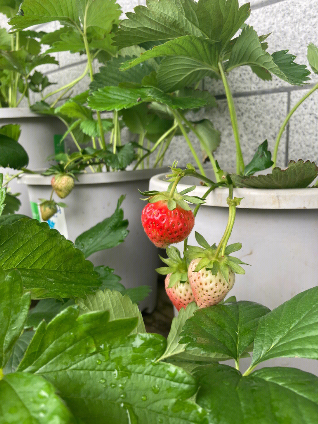 草莓果蒂图片