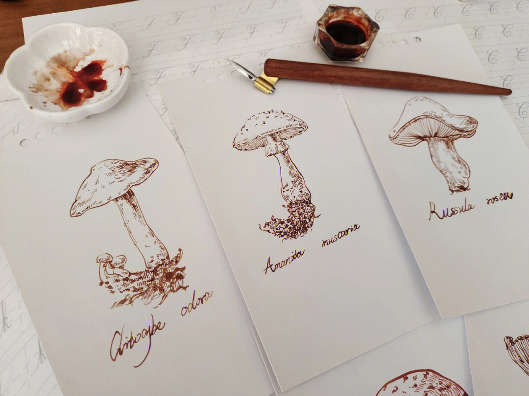 钢笔速写蘑菇合集