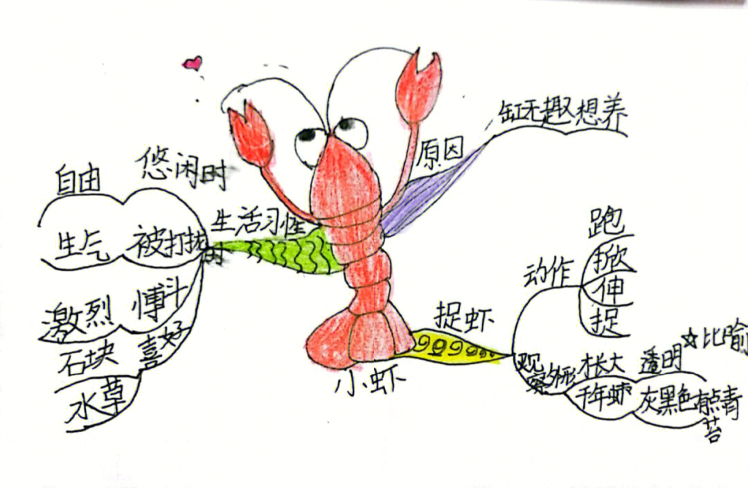 三年级下册小虾导图图片