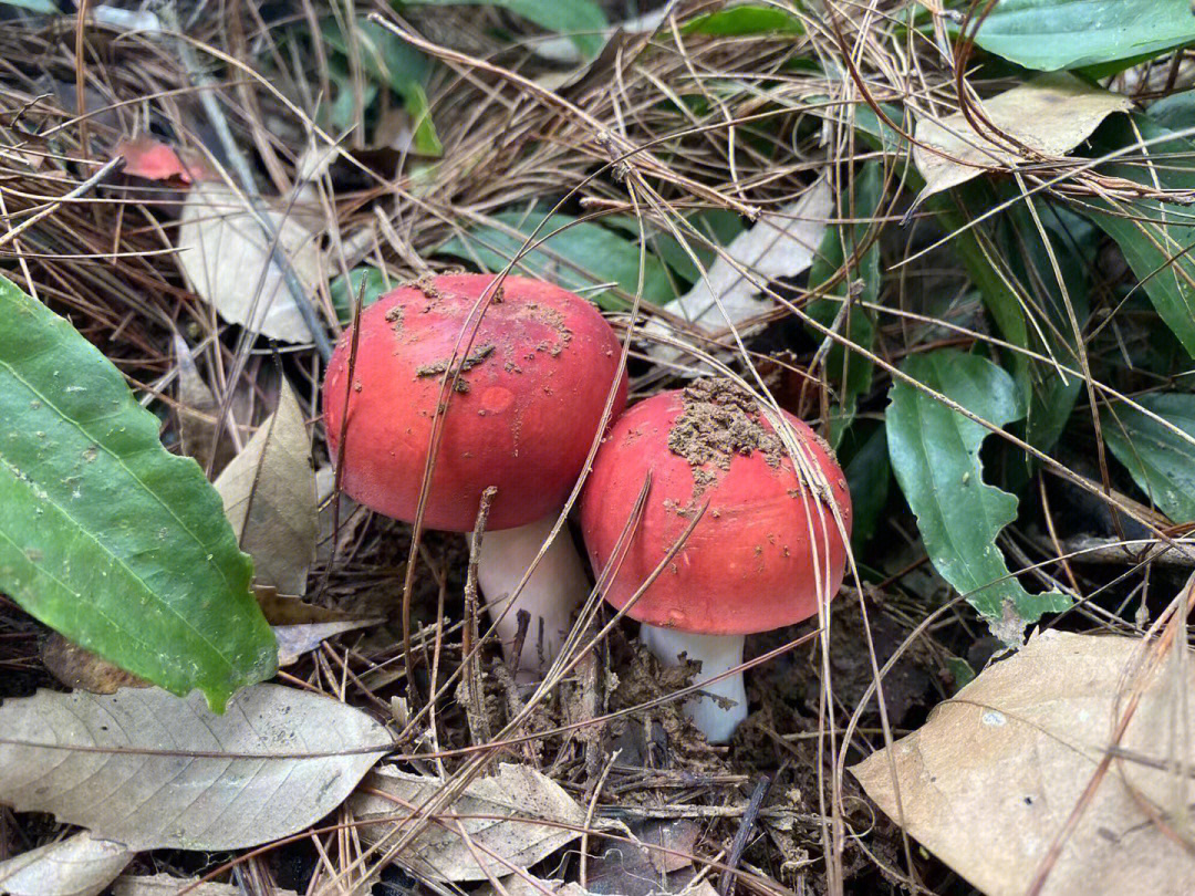 辽宁红蘑菇产地图片