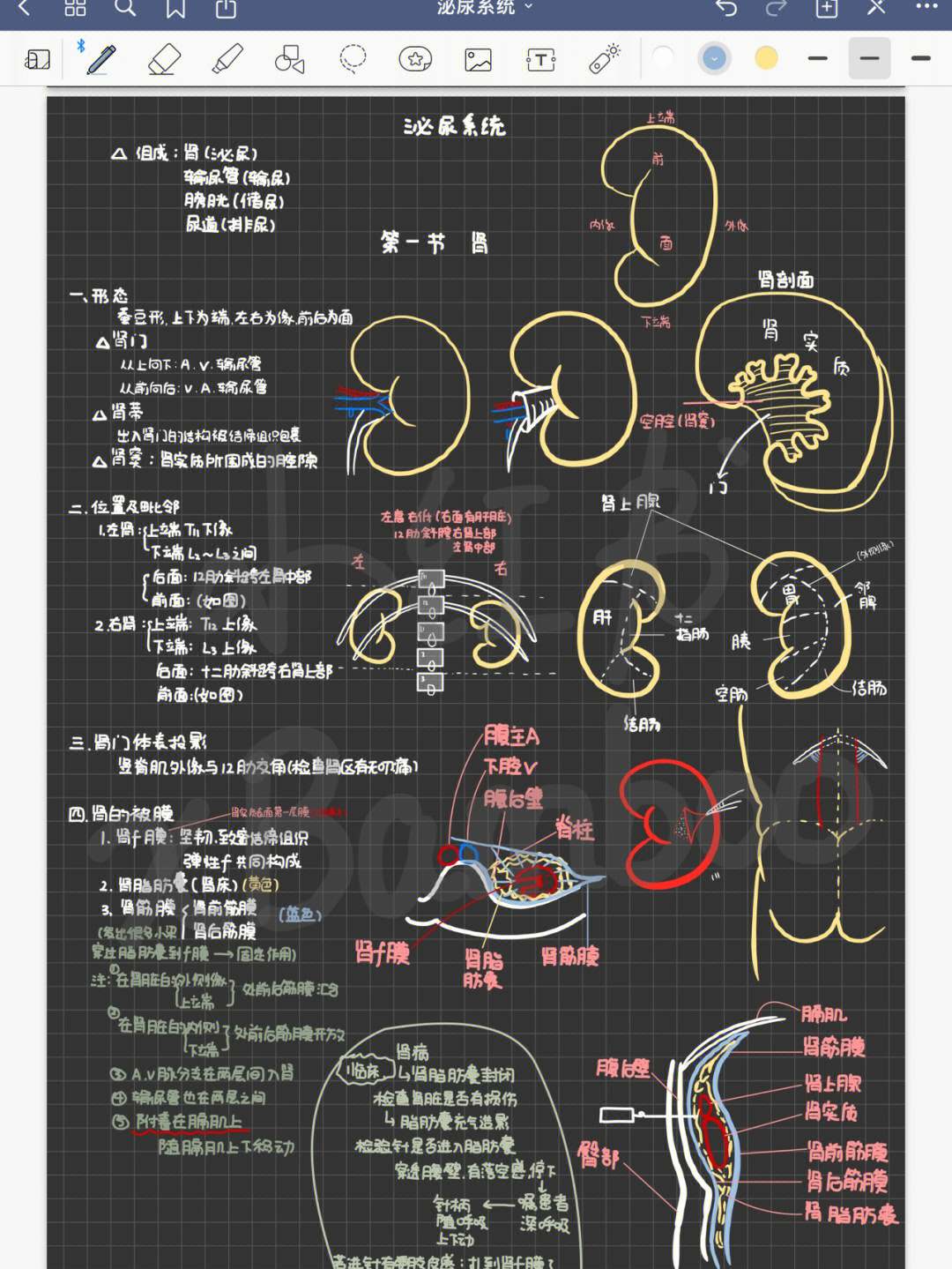 生物泌尿系统手抄报图片