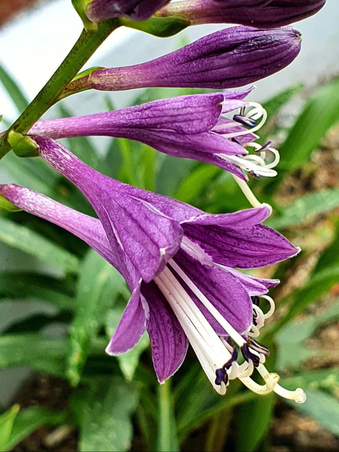 紫玉盘花图片图片