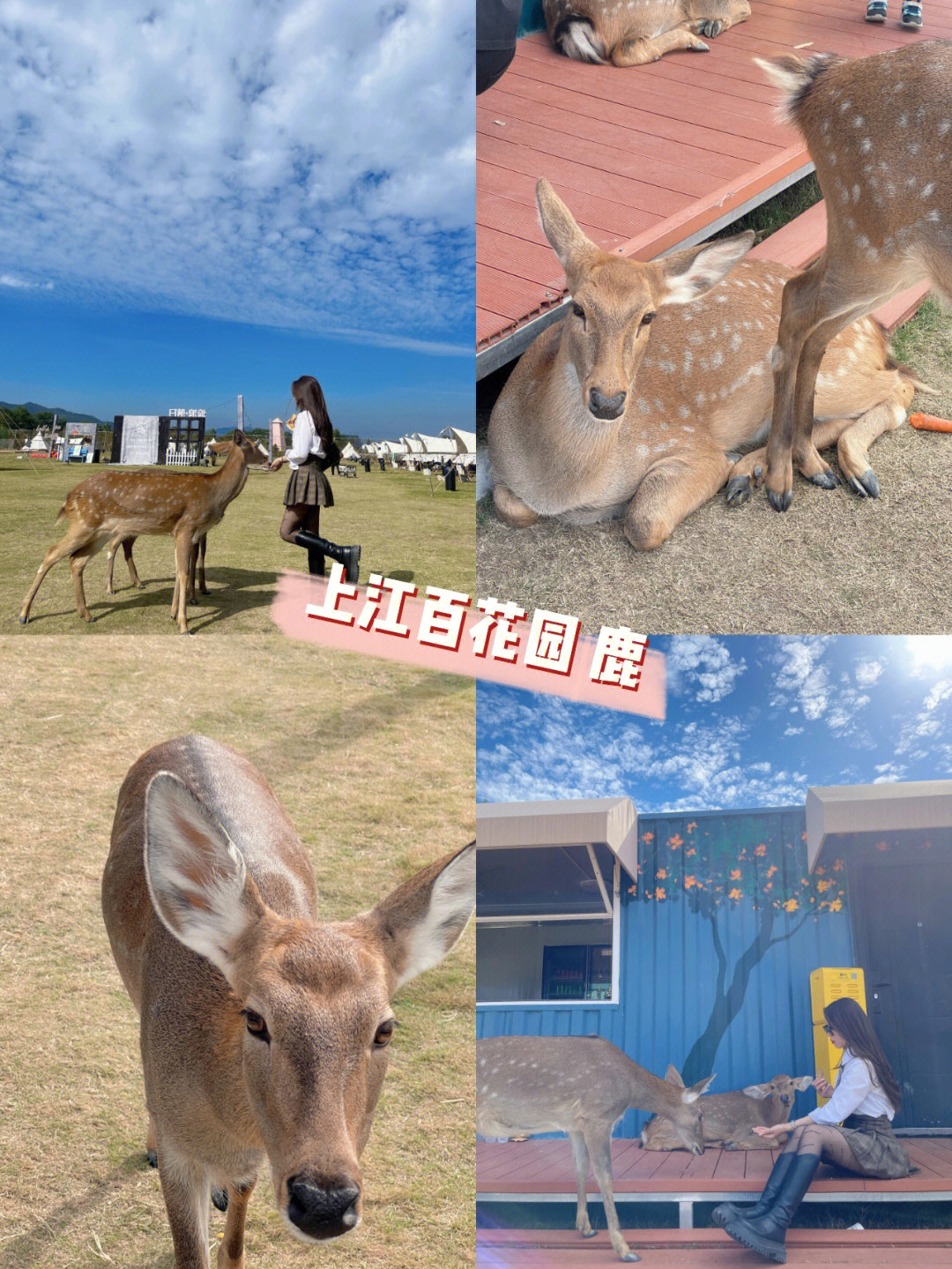 临海上江村百花园票价图片