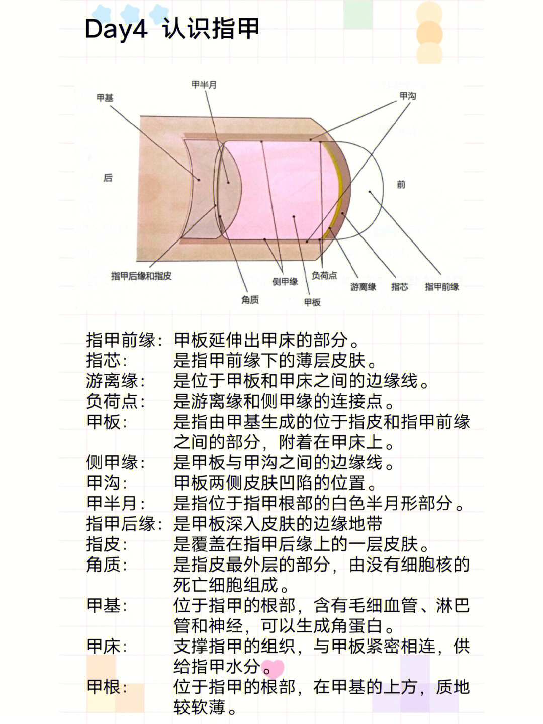 手指甲部位名称示意图图片