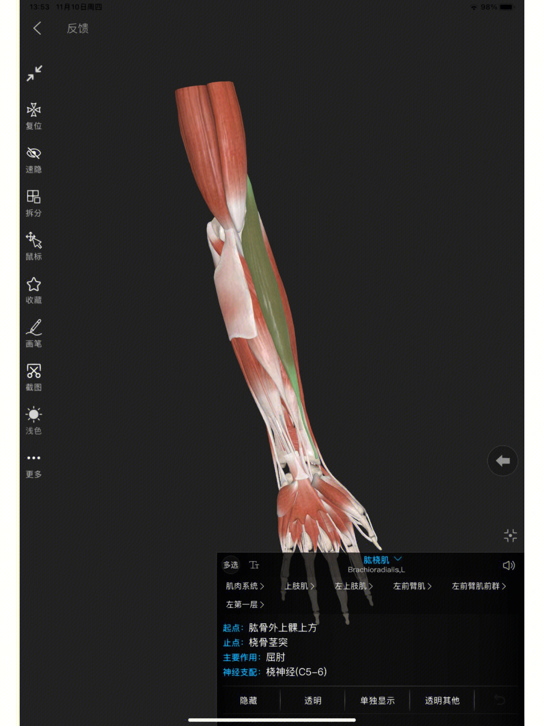 肱桡肌,位于前臂肌的最外侧皮下,呈长扁形近固点时,可使前臂屈