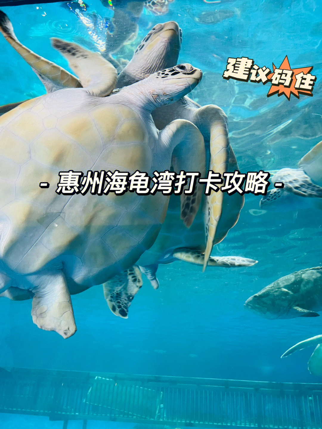 周末带娃去惠州海龟湾学习游玩两不误