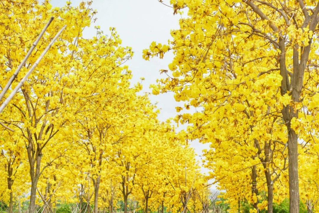 三水黄花风铃木