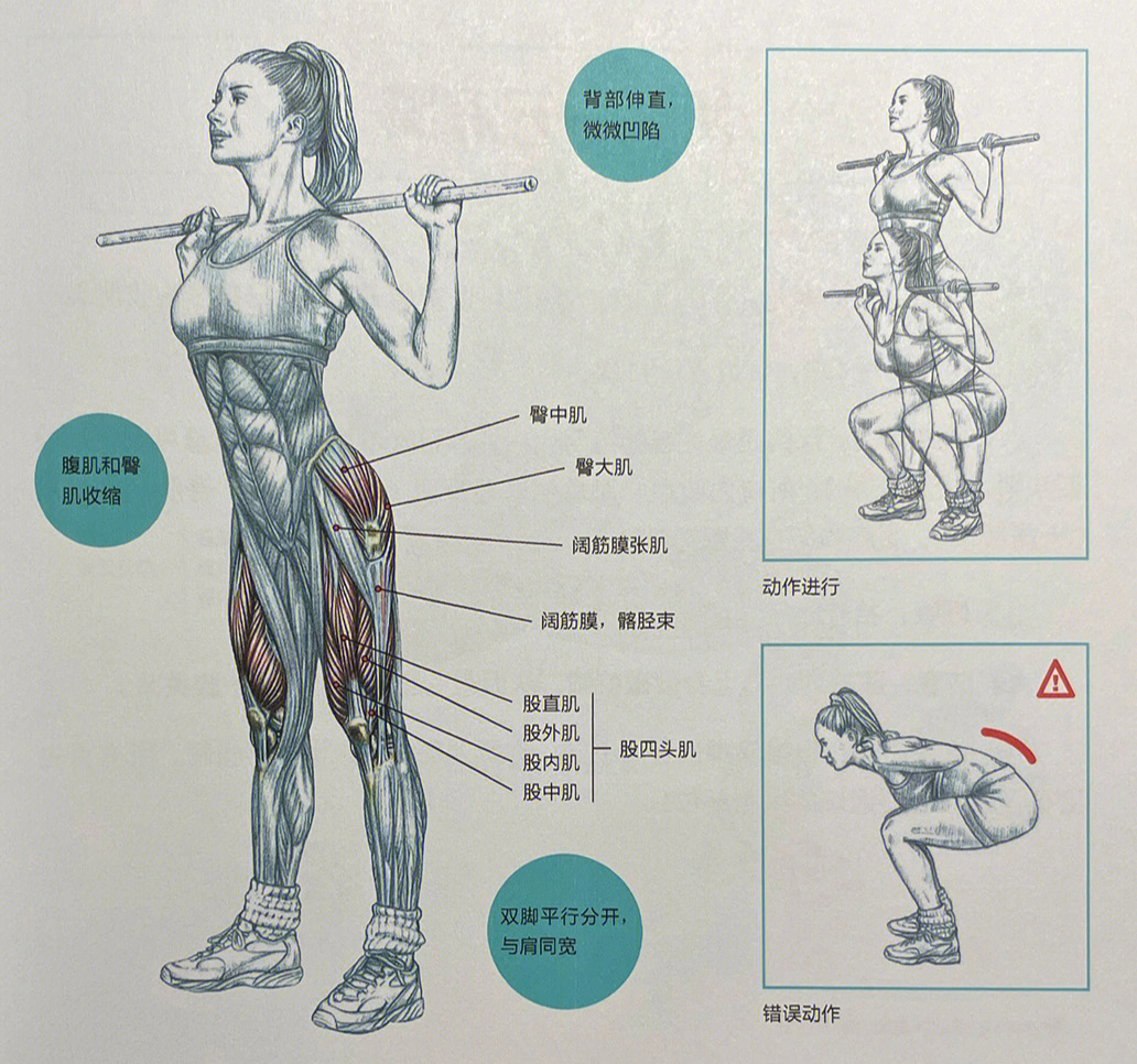 深蹲锻炼的肌肉群详图图片